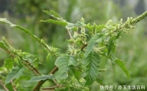 价值|作为外来入侵物种,走上餐桌成为一道美食,还是痔疮者的“福音”