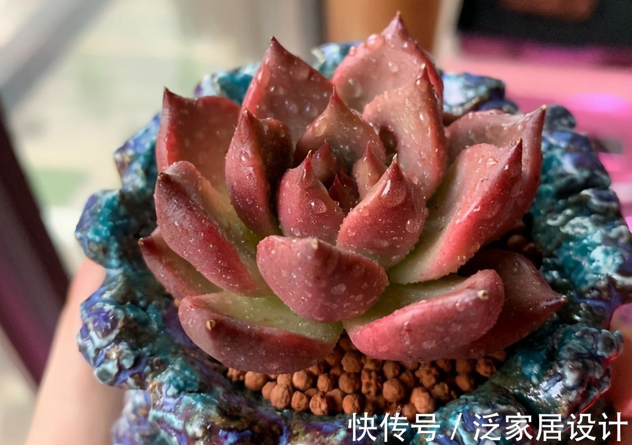 颜值|东云系出品皆是精品,多肉红颜蜜语,名字好听颜值高,不容错过