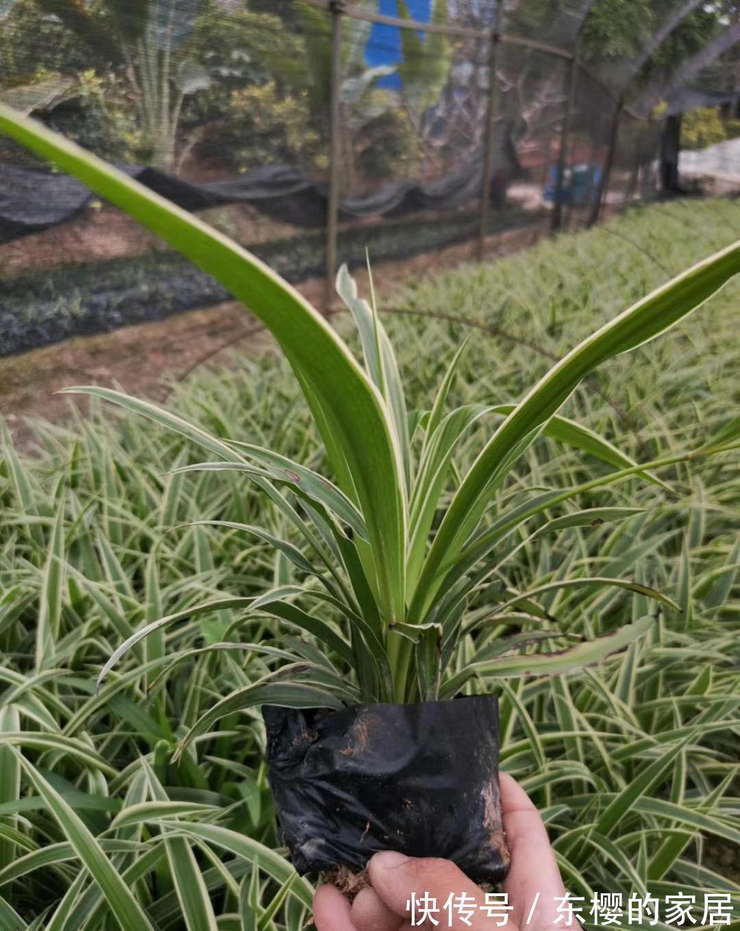 光照|养花试试这几款,浇水过多又不通风的话会容易烂根