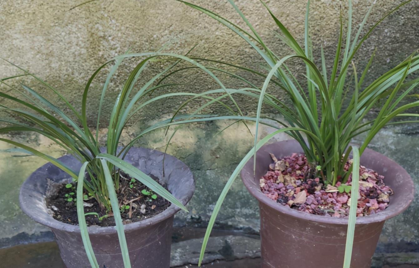 花友|养兰花,怎么让植株不烂芽、招虫生病?