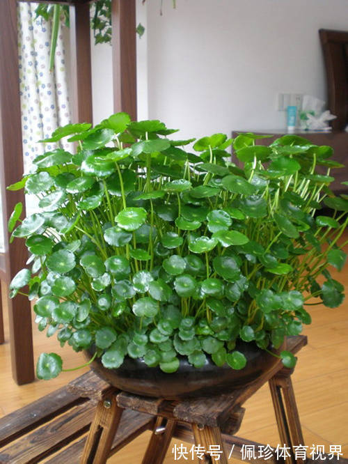 分享9种有格调的“旺财花”,除了好看,还吉祥,寓意财源滚滚