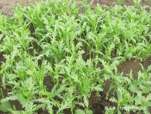 火锅店常客,大家都爱吃,家有空地种上一小片,随吃随摘