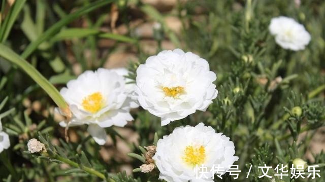 通过“扦插”开花爆盆,这4种花最适合,现在扦插,半个月有一盆