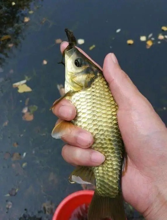 冬钓大板鲫,高手花了9年才悟出这几个“核心要领”,记牢了