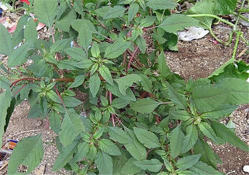 曾在田边常见,嫩叶能当菜吃,如今价值颇高,老农爱挖根煲汤