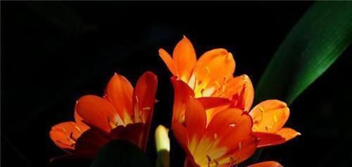 光照|君子兰叶子发黄的8大原因及处理方法