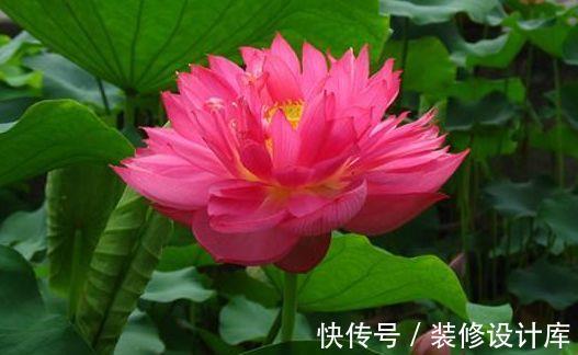 盆栽|从8月18日开始,家养此款花卉,好养易活、耐干旱,是盆栽佳品
