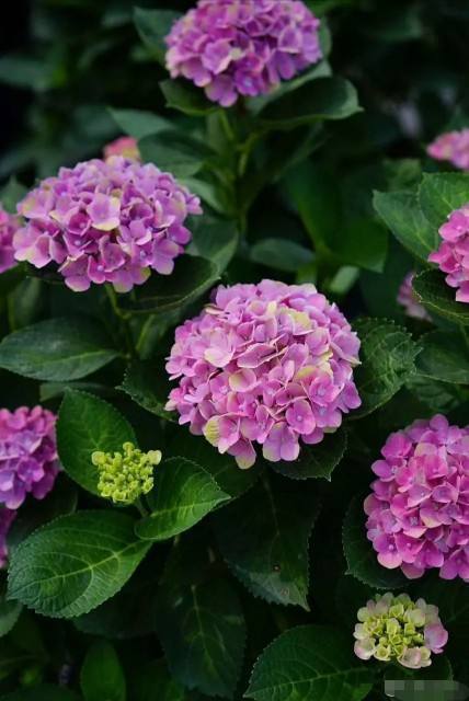 喝剩的茶叶渣，简单一处理就能养花，繁花似锦猛窜芽！