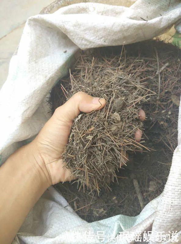 浇花|花盆里冒一层白霜，原来有大危害，抓紧清理