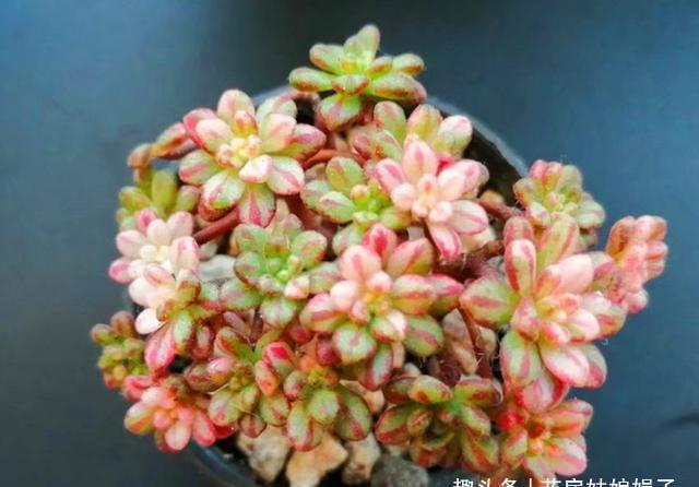 多肉植物上色出状态，要满足这3个条件，缺一不可，否则都是奢求