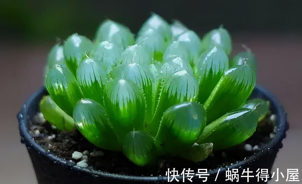 玉露|适合7月养的多肉植物，皮实好养颜值高，喜欢别犹豫，适合新手