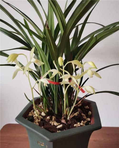 兰花|建兰素花铭品“大凤素”,花香扑鼻,养护简单,叶姿秀雅别具一格