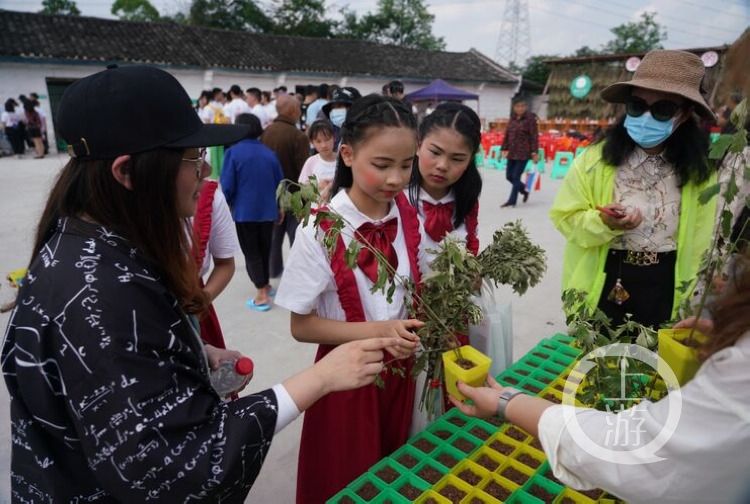 端午节|渝澳两地学生走进田园，感受一株艾草的魅力