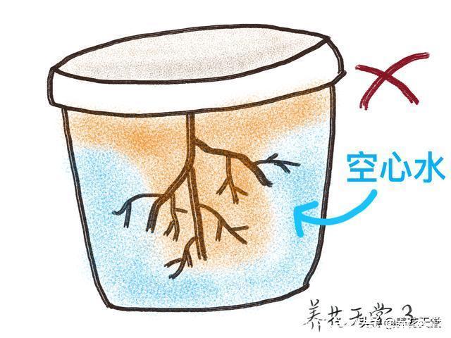 7种常见的浇水方式,不仅新手不懂,有些人养花10年都没搞清楚