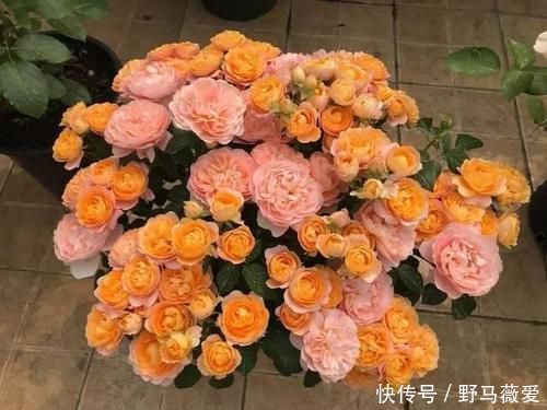 化肥|花生和瓜子壳、鸡蛋壳拿来养花,这么用,效果比化肥强10倍