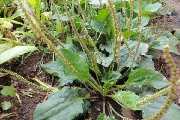 车前草|车前草的功效太强大,除了增强抵抗力,还有3个好处找上门来!