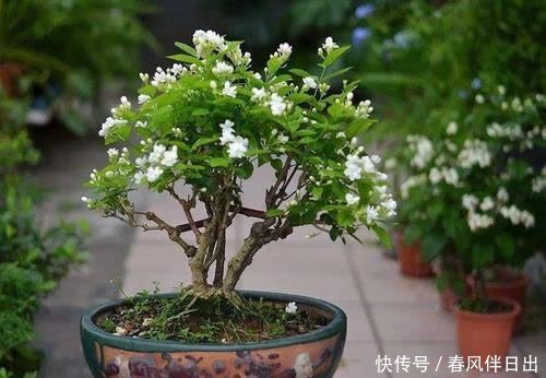 养了3年的茉莉花变老桩,长成“巨无霸”,清香宜人大半年!