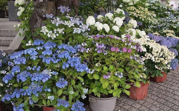 四种十分好养活的花草，七天就能生根，三个月就会爆盆开花