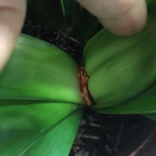 7种花冬天要“春化”，必须冻满1个月，不然落花落蕾不开花！