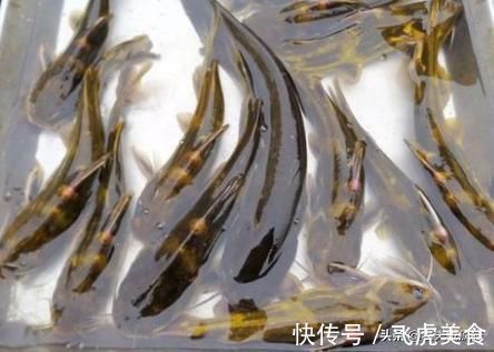 俗称“水蜂子”，我国特有的冷水鱼，1年长不到1两，却卖200元1斤