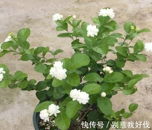 开花|全民公认,天热值得入手的8种花,粗放管理开花贼漂亮