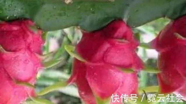 葡萄|4物被称为“天然安胎药”,孕妈早晚没事可劲儿吃,对腹中胎儿好