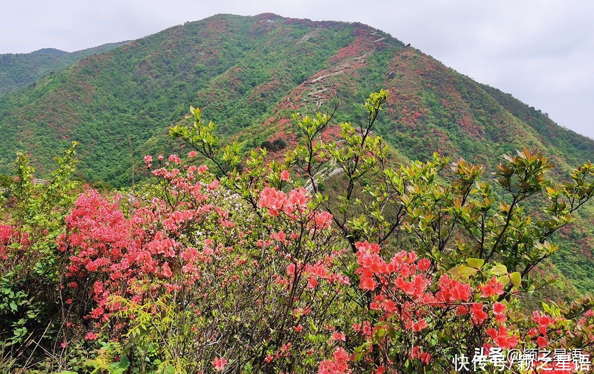 浙江杜鹃花胜地，三山连片绵延十里，开发景区好赚钱