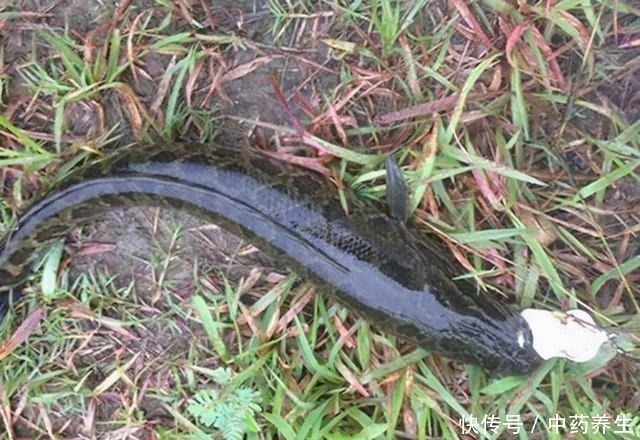 野钓碰到甲鱼、黑鱼别着急,手竿照样盘它!