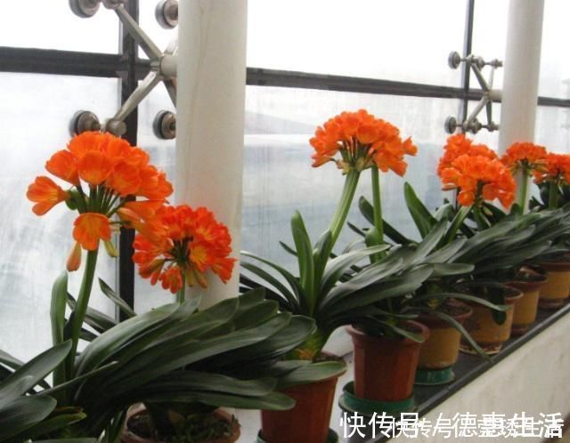 黄叶花|2种水,是养花的“砒霜水”,万万不能用,不然黄叶花枯死