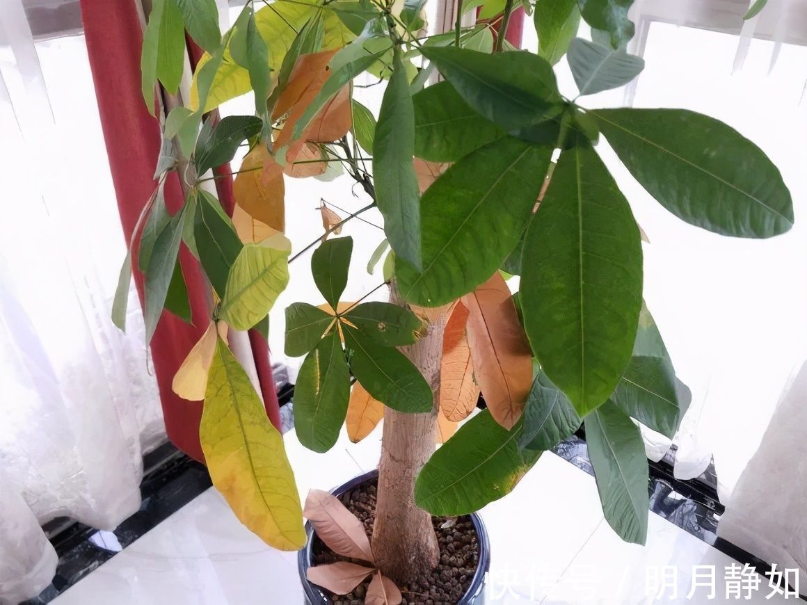 11月，千万别买这种花，养不活惹一肚子气