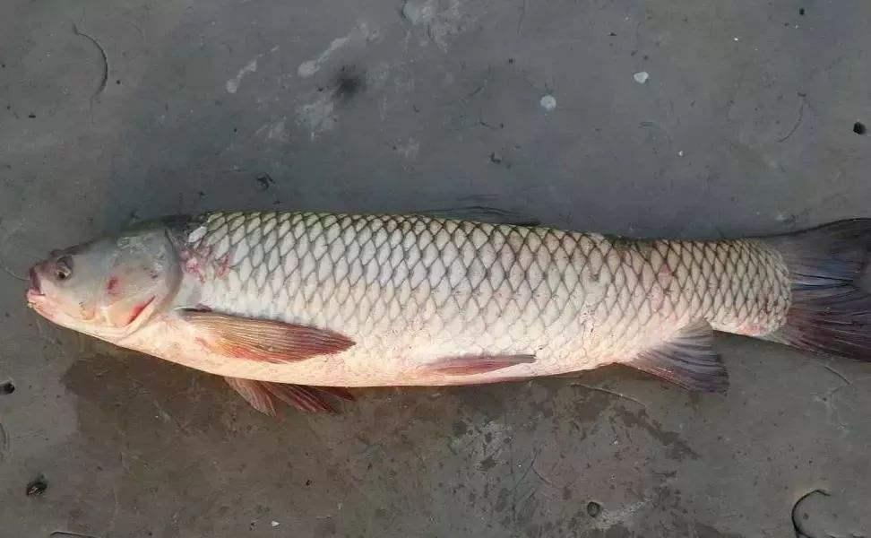 实在不会用商品饵,不妨试试鸭饲料,野钓这样用,不愁鱼不开口