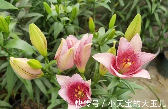 记录一下我养过的花,1000多盆都有啥