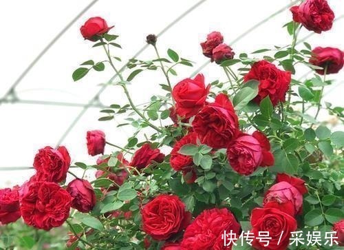 5款藤本月季，号称“开花机器”，花色美花期长，值得拥有！