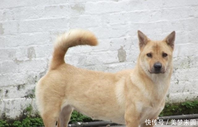 收缴|日军投降后,大量军犬被收缴,却难驯服,用子弹送回家