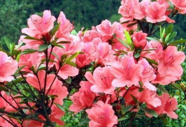 适合家养的几款花卉,便宜又好养,阳台变温馨花园