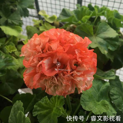 阳台种了30多种天竺葵,美不胜收,客人来了都舍不得走