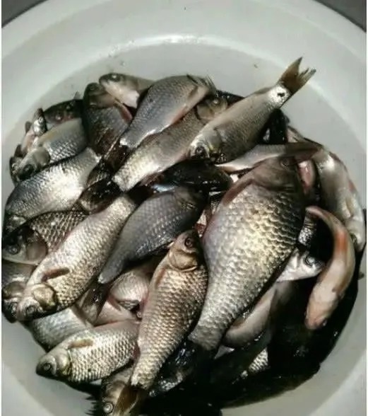 晚秋温差大,浅水和钓深水哪个上鱼更多?这样选就万无一失了