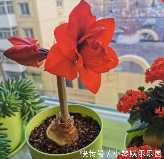 朱顶红开完花不能剪,施点肥水,一年爆出好多球!