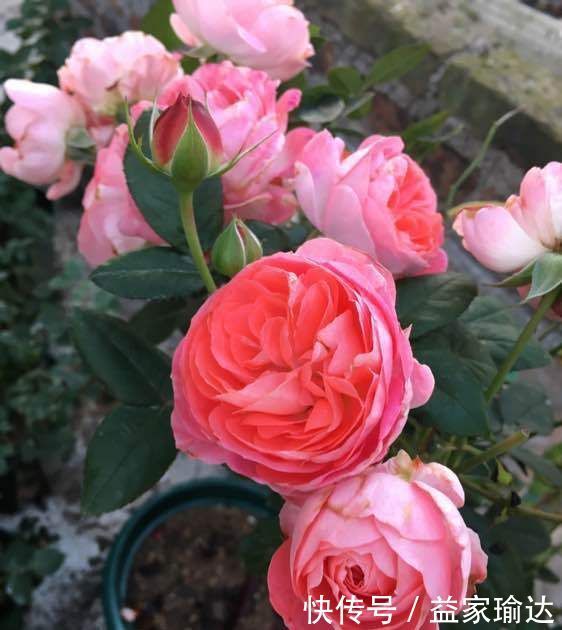 养护|去一趟花市，没花1分钱，捡来一堆花，养30天长成旺盛盆栽