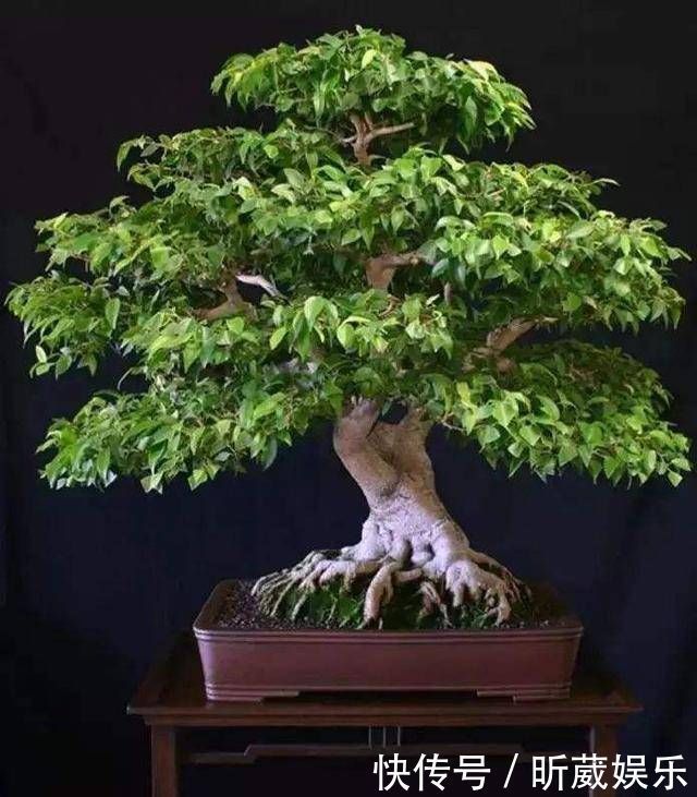 翻倍|金枝玉叶使劲晒太阳,枝干木质化,养成盆景价值翻倍