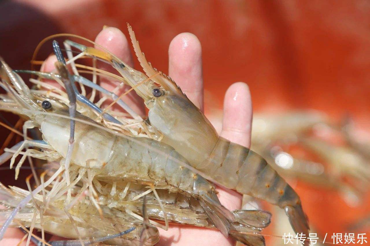  世界上最“美味”的虾之一，肉质鲜美口感爽滑，是难得的美味！