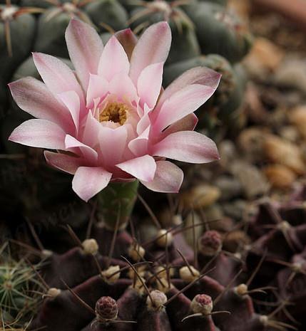 绵毛|8种奇异有趣的仙人掌,见过5种的人就神了