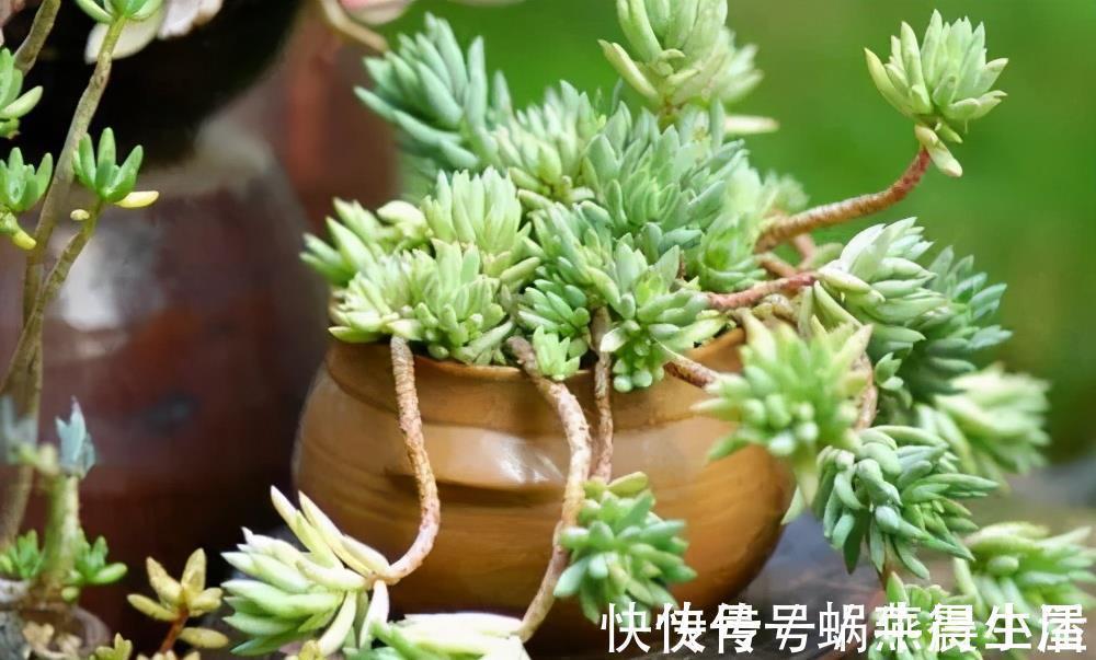 绿巨人|多肉千佛手，号称“绿巨人”，一片叶子长一盆，养成群生肉墩子