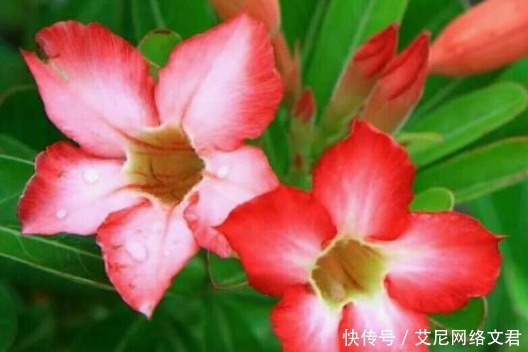 4种被“勤快人”养死的花,最怕勤浇水,养开花的秘诀:管住手