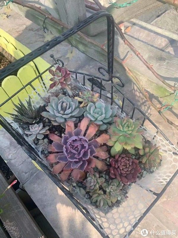 露台花园成型记（篇二）