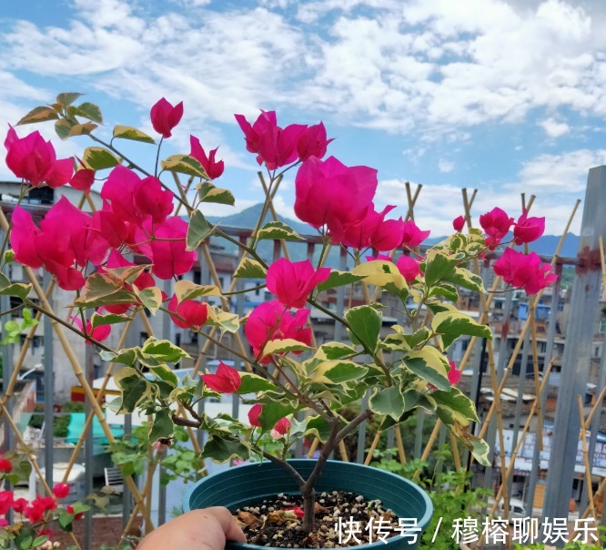 三角梅只长叶子不开花,赶紧剪一刀、虐一虐,花呼呼全开!