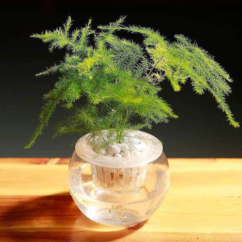 3种花养不好“别放弃”,直接扔水里,10天就生根,比绿萝还好养