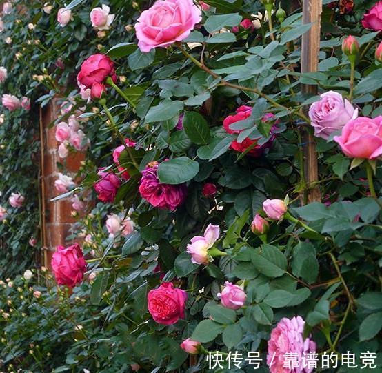 月季中的奇女子，只为那一季开得千娇百媚