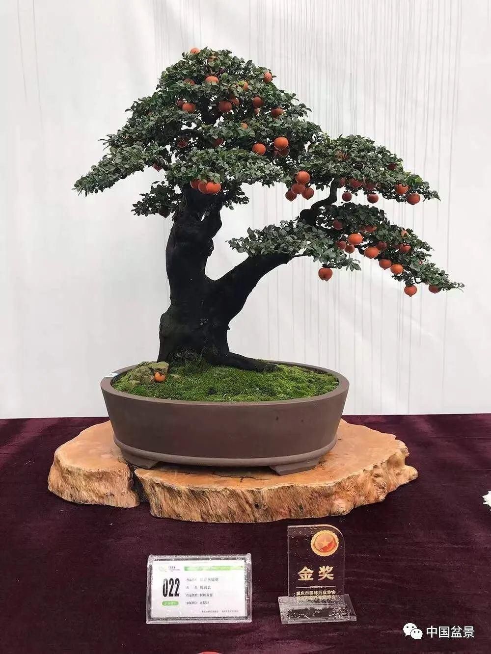 植株|这两种盆景能当传家宝,被爱好者当“心头肉”