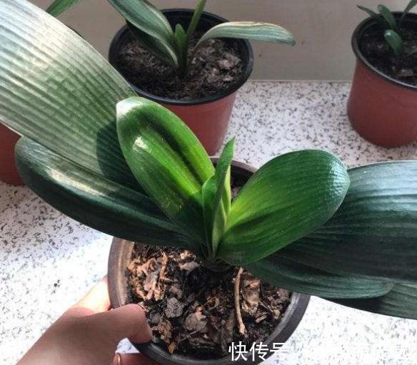 盆栽|为什么盆栽君子兰长势不佳?找准这3方面原因,叶片突突长不停